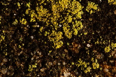 Flavoplaca
