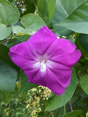 Ipomoea dumosa