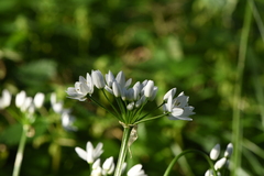 Allium neapolitanum