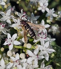 Paranthrene tabaniformis synagriformis