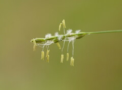 Tetrarrhena juncea