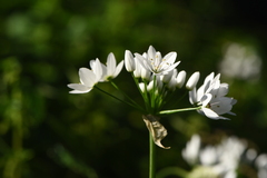 Allium neapolitanum