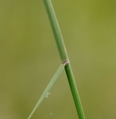 Tetrarrhena juncea