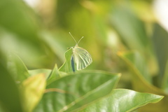 Pieris brassicae