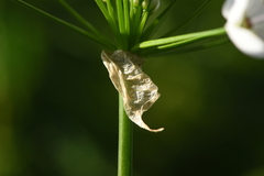Allium neapolitanum