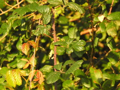 Rubus ulmifolius