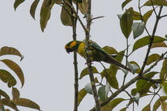 Ognorhynchus icterotis