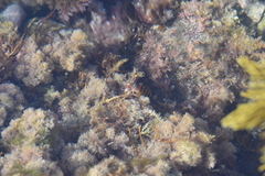Notoclinops segmentatus