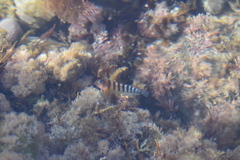 Notoclinops segmentatus