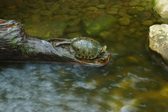 Trachemys venusta cataspila