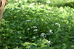 Allium neapolitanum