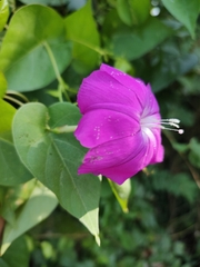 Ipomoea dumosa