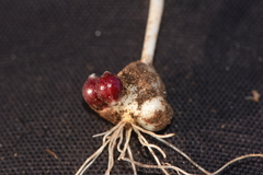 Allium neapolitanum