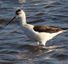 Himantopus himantopus