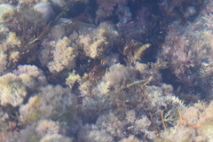 Notoclinops segmentatus