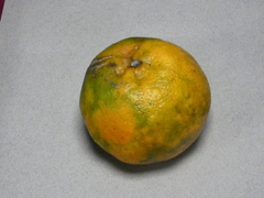 Citrus deliciosa
