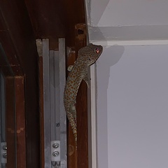 Gekko gecko