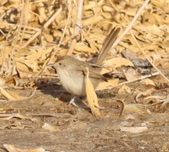 Prinia gracilis
