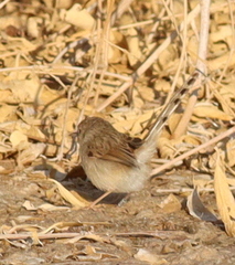 Prinia gracilis