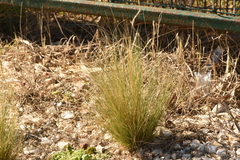 Nassella tenuissima
