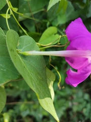 Ipomoea dumosa