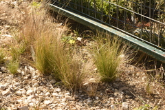 Nassella tenuissima