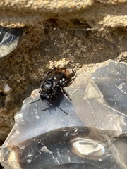 Melecta albifrons