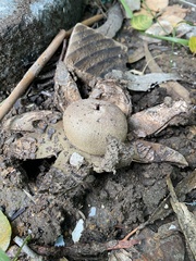 Astraeus hygrometricus