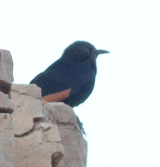 Onychognathus tristramii