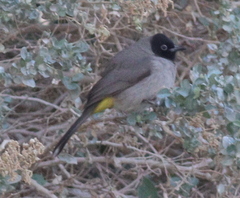 Pycnonotus xanthopygos