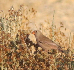 Bucanetes githagineus