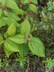 Miconia crenata