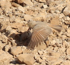 Ammomanes deserti