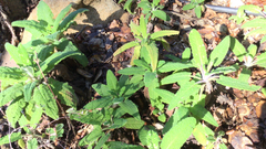 Salvia spathacea