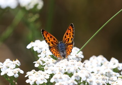 Lycaena alciphron