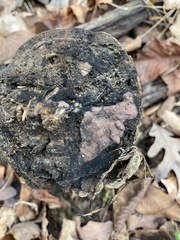 Hypoxylon rubiginosum