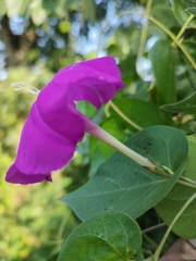 Ipomoea dumosa