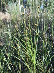 Scleria verticillata
