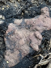 Hypoxylon rubiginosum