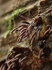 Stemonitopsis typhina