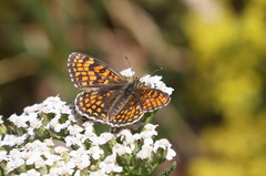 Melitaea celadussa