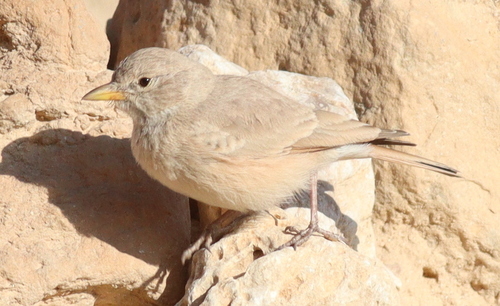 Desert Lark