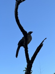 Ortalis squamata