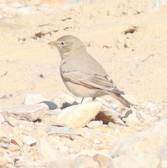 Ammomanes deserti