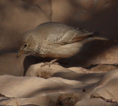 Ammomanes deserti