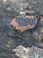 Hypoxylon rubiginosum