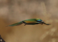 Merops cyanophrys