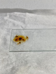 Hypoxylon rubiginosum