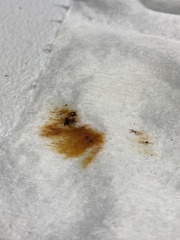 Hypoxylon rubiginosum