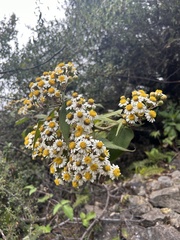 Schistocarpha paniculata